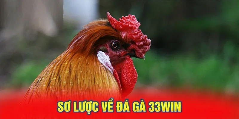 Một số loại hình đá gà phổ biến