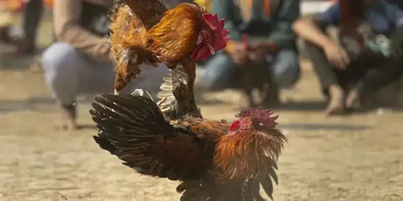 Cách lên kèo để chơi đá gà
